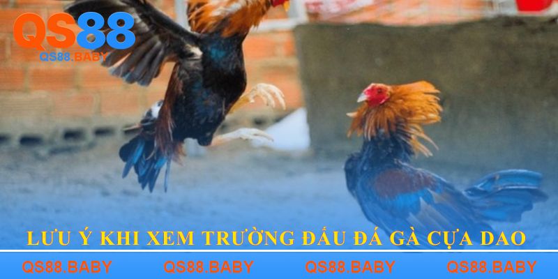 Lưu ý khi xem Trường đấu đá gà cựa dao 