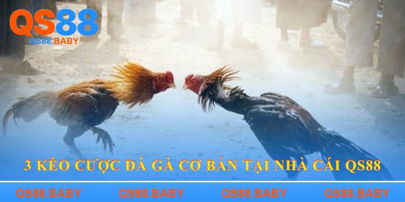 3 kèo cược đá gà cơ bản tại nhà cái QS88