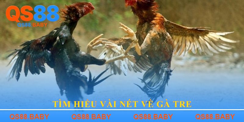 Tìm hiểu vài nét về gà tre
